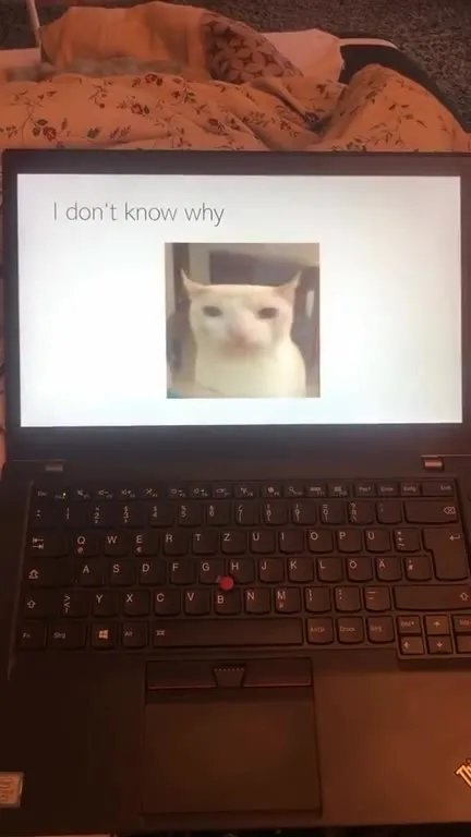 Cats Sing In the End