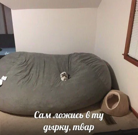 Кот в дырке дивана