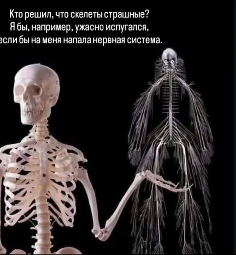 Скелет испугался нервной системы