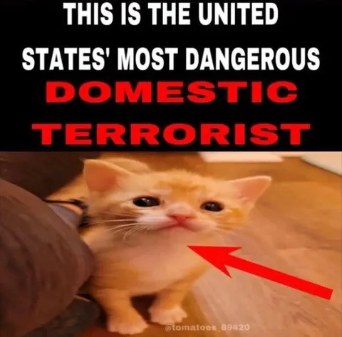Domestic Terrorist Kitten