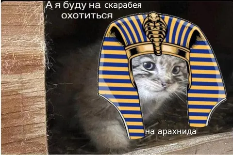 Кот охотится на скарабея