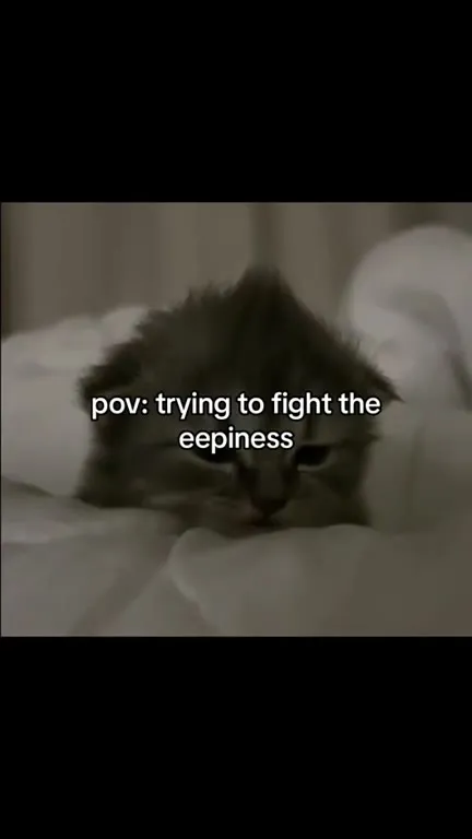 Cats Fighting the Eepiness