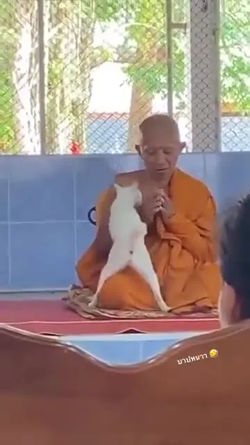 พระอุ้มแมวระหว่างสวด