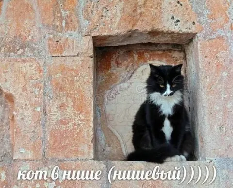 Кот в нише нишевый