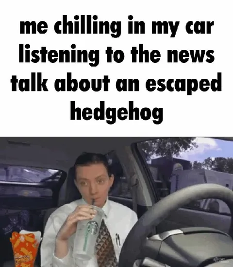 Chilling While Hearing About an Escaped Hedgehog