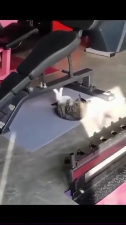 Смешные коты терпят неудачу