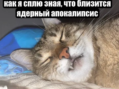 Кот спит перед ядерным апокалипсисом