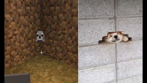 Кот в стене Minecraft