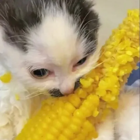 Котёнок грызёт кукурузу
