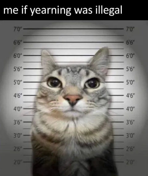 Cat Mugshot for Yearning
