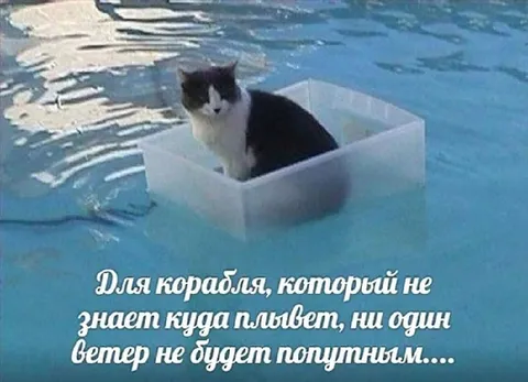 Кот в коробке плывёт по воде