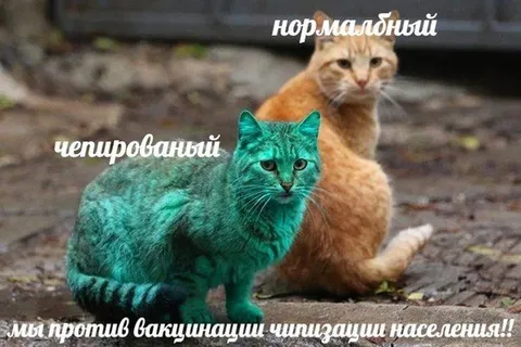 Нормальный и чепированный коты
