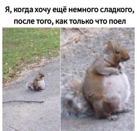 Белка хочет ещё сладкого