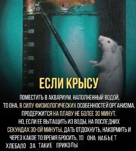 Крыса не прощает эксперименты