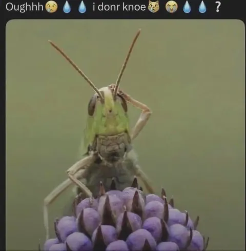 Confused Grasshopper Reaction