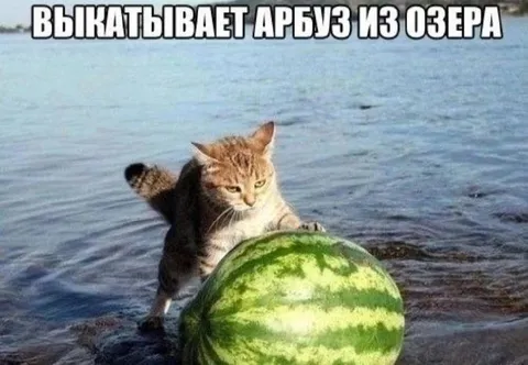 Кот выкатывает арбуз из озера