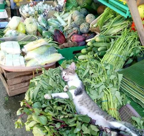 Кот среди свежей зелени