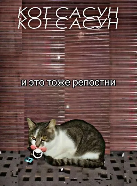 Кот-сосун тоже репостни