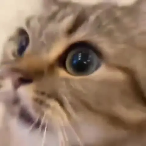 Кот идёт на звонок