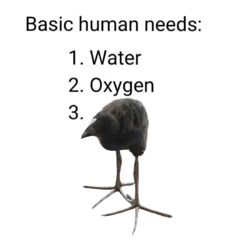 Basic Human Needs: Bird