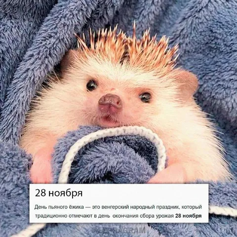 День пьяного ёжика