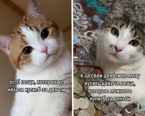 Кошки о невозможности купить вещи