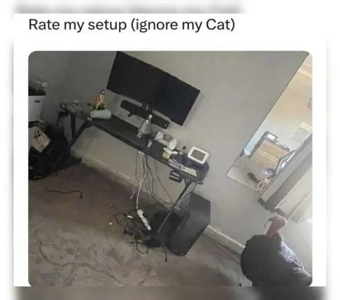 Rate My Setup Ignore Cat