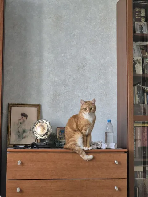 Рыжий кот на комоде