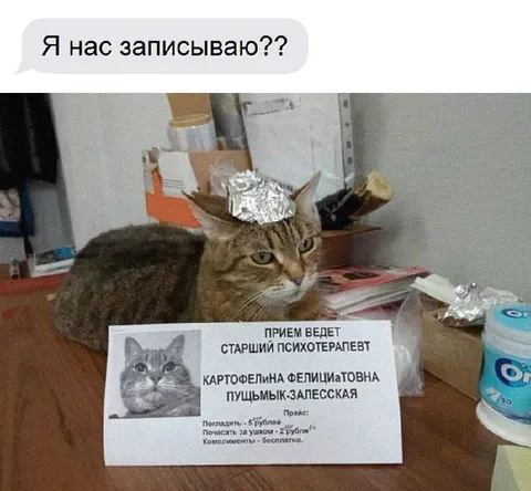 Кот принимает у психотерапевта