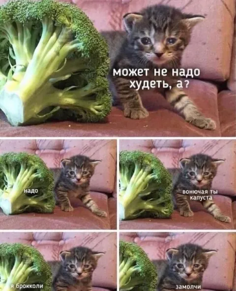 Котёнок и брокколи на диете