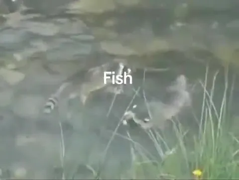Fish Swimming Underwater