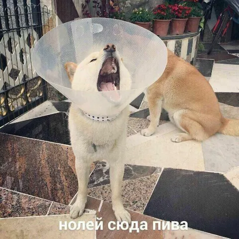Нолей сюда пива