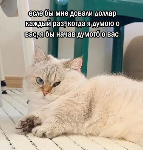Кот думает о вас