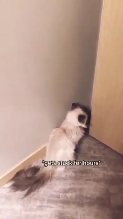 Cat Obsessed With Opening Doors