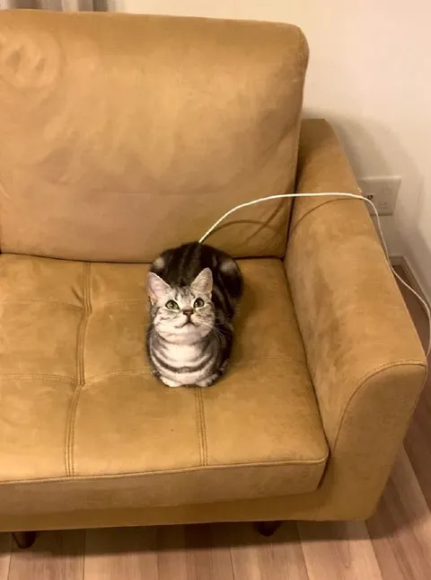 Котик сидит на кресле