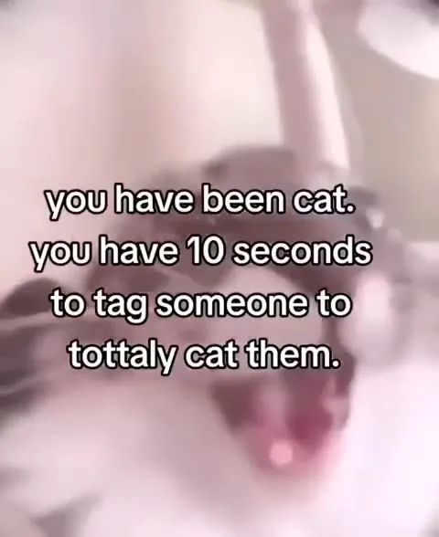You Have Been Cat