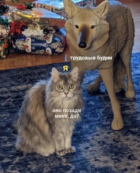 Трудовые будни с волком позади