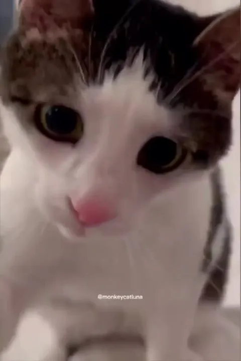 Кот орёт в камеру