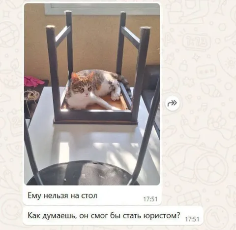 Кот обошёл запрет на стол