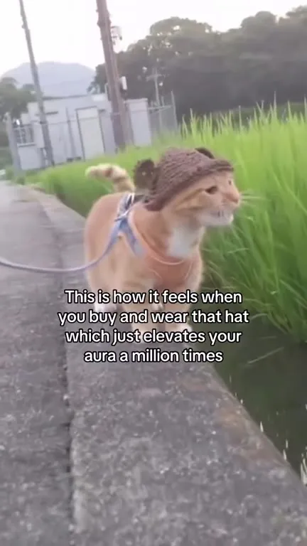 Cat Wearing a Bear Hat