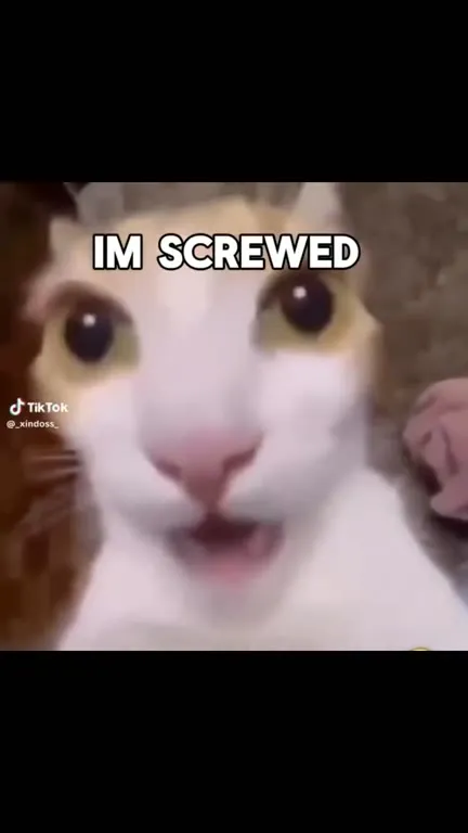 Last Friday Night Cat Disaster