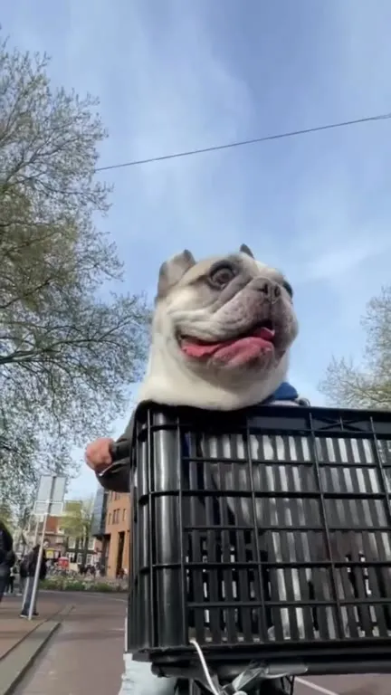 Bulldog Rides Through the City