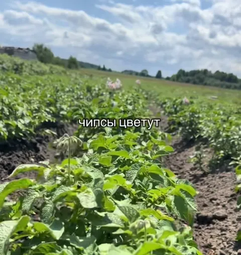 Чипсы цветут на поле