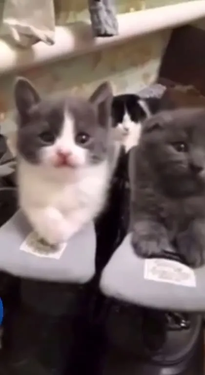 Котята залезли в ботинки
