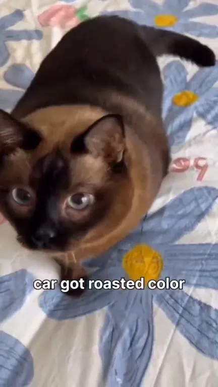 Cat Got Roasted Color