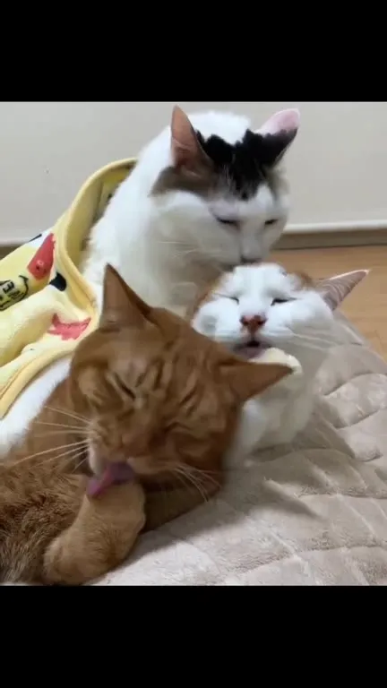 Коты коллективно вылизываются