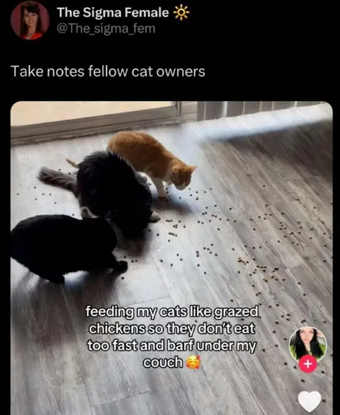 Feeding Cats Like Grazing Chickens