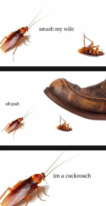 Cuckroach Gets Smashed