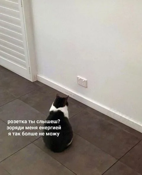 Кот просит зарядить розетку