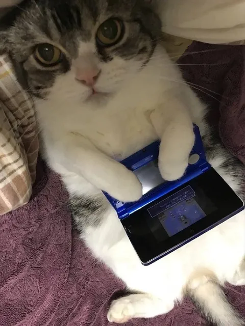 Кот играет на Nintendo DS